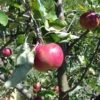 Cosmic Crisp And Melrose Apple Bundle (3 Trees) -Fruit Tree Home 0065003a4be2497fbbacb38d275a45b0