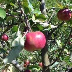 Honeycrisp And Melrose Apple Bundle (3 Trees) -Fruit Tree Home 0065003a4be2497fbbacb38d275a45b0 bed45099 db98 4e35 ab2b 592ced890ad8