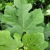 Pastilliere Fig -Fruit Tree Home 20230829 105642