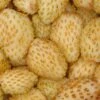 Yellow Wonder Alpine Strawberry -Fruit Tree Home 270278466