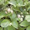 White Solemacher Alpine Strawberry -Fruit Tree Home 360496280