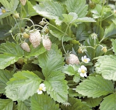 White Solemacher Alpine Strawberry 3 White Solemacher Alpine Strawberry