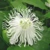 Passiflora SnowPop™ -Fruit Tree Home 9288