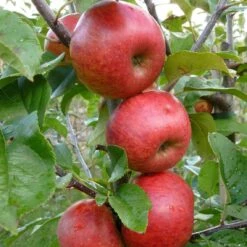 Unbeatable Urban Apple Bundle (3 Trees) -Fruit Tree Home AppleRedWindsor