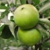 Granny Smith Apple 1 Granny Smith Apple -Fruit Tree Home Apple Malus GrannySmith fruit 1024x1024 c3d3f268 e660 408a 8cb9 a236746f0837