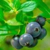 Alpha Hello Darlin™ Blueberry -Fruit Tree Home Blueberry Hello Darlin foliage