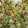 Red Azarole Hawthorn -Fruit Tree Home Crataegus azarolus Frucht 1