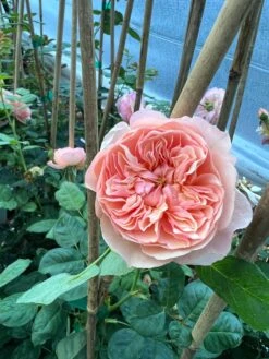 FLAVORETTE™ Honey-Apricot Rose -Fruit Tree Home D523EFDA 5A0E 479B 842A 2757DCD6376E