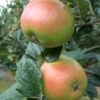King Edward VII Apple 1 King Edward VII Apple -Fruit Tree Home Ed V11