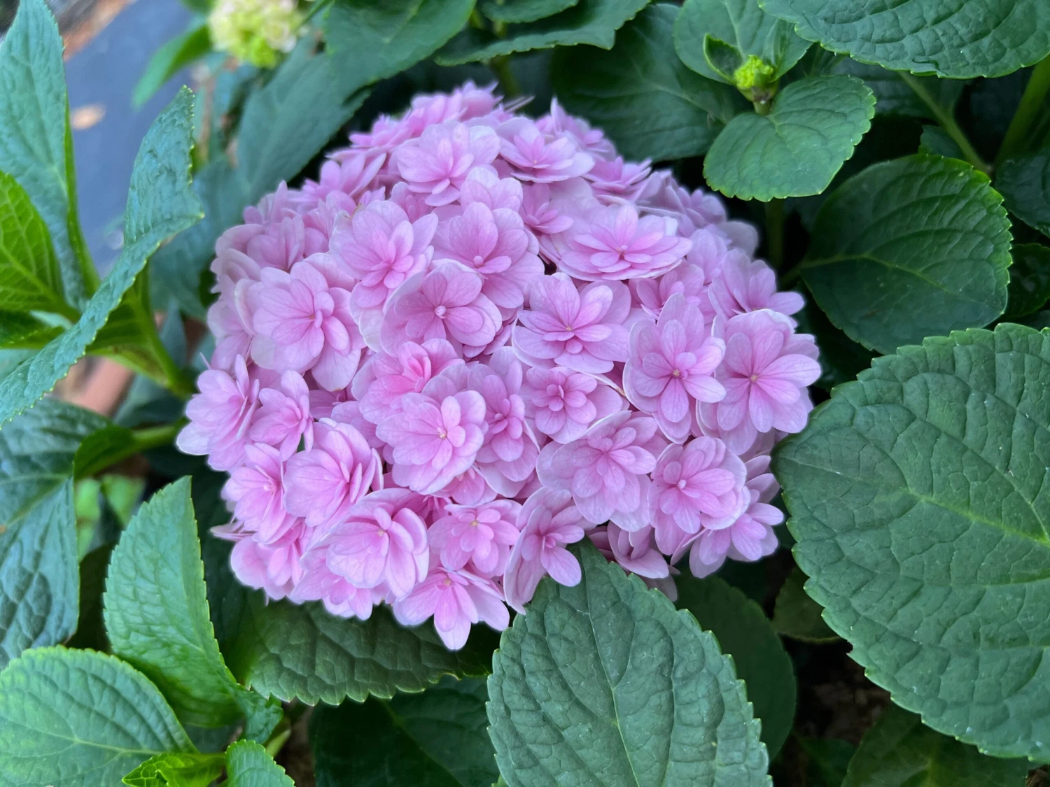 Double Down® Hydrangea 4 Double Down® Hydrangea - Image 2