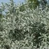 Alpha Iceberg Alley® Salix First Editions® -Fruit Tree Home IcebergAlleySageleafWillow