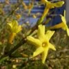 Winter Jasmine -Fruit Tree Home Jasminum nudiflorum