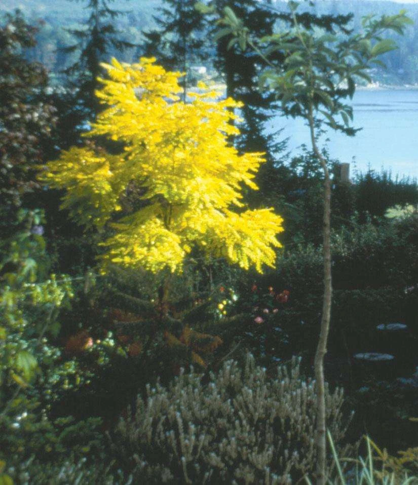 Frisia Gold Locust 3 Frisia Gold Locust