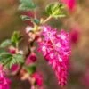 King Edward VII Flowering Currant -Fruit Tree Home KingEdwardVIIRibes