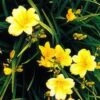 Stella D'Oro Day Lily -Fruit Tree Home L700 gigapixel standard scale 6 00x b41b238d a08a 476a b75e 48545af85141
