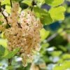 White Pearl Currant -Fruit Tree Home P5H6XE 920x613 1