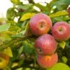 Apple Combo (4 Varieties) -Fruit Tree Home Shutterstock 1931241200