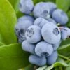 Alpha Takes The Cake™ Blueberry -Fruit Tree Home Vernon Blueberry