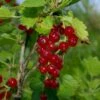 Viking Red Currant -Fruit Tree Home VikingRedCurrant
