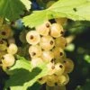 Zitavia Currant 1 Zitavia Currant -Fruit Tree Home White Currants Best Varieties Growing Guide Care Problems and Harvest FI