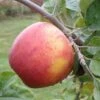 Alkemene Apple -Fruit Tree Home a080 alkemene 1