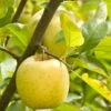 Ananas Reinette Apple -Fruit Tree Home a083d