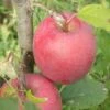 Beni Shogun Apple -Fruit Tree Home a120 beni shogun 1