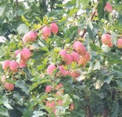 Centennial Crabapple 5 Centennial Crabapple -Fruit Tree Home a180w