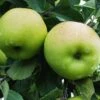 Greensleeves Apple -Fruit Tree Home a385d greensleeves