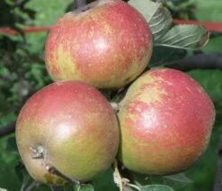 Karmijn De Sonnaville Apple -Fruit Tree Home a420 karmijn de sonnaville 1