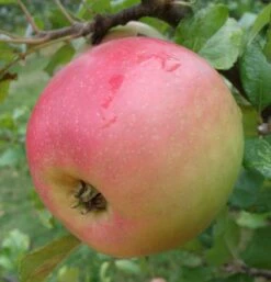 King Edward VII Apple -Fruit Tree Home a485 king edward 1