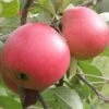 Queen Cox Self-Fertile Apple -Fruit Tree Home a581 2