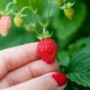 Reine Des Vallees Alpine Strawberry 1 Reine Des Vallees Alpine Strawberry -Fruit Tree Home alpinestrawberry