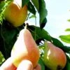 Arganche European Pear -Fruit Tree Home b037 araganche 1