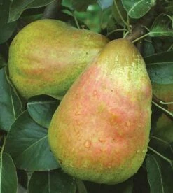 Bartlett European Pear 5 Bartlett European Pear -Fruit Tree Home b038 barlett pear 1