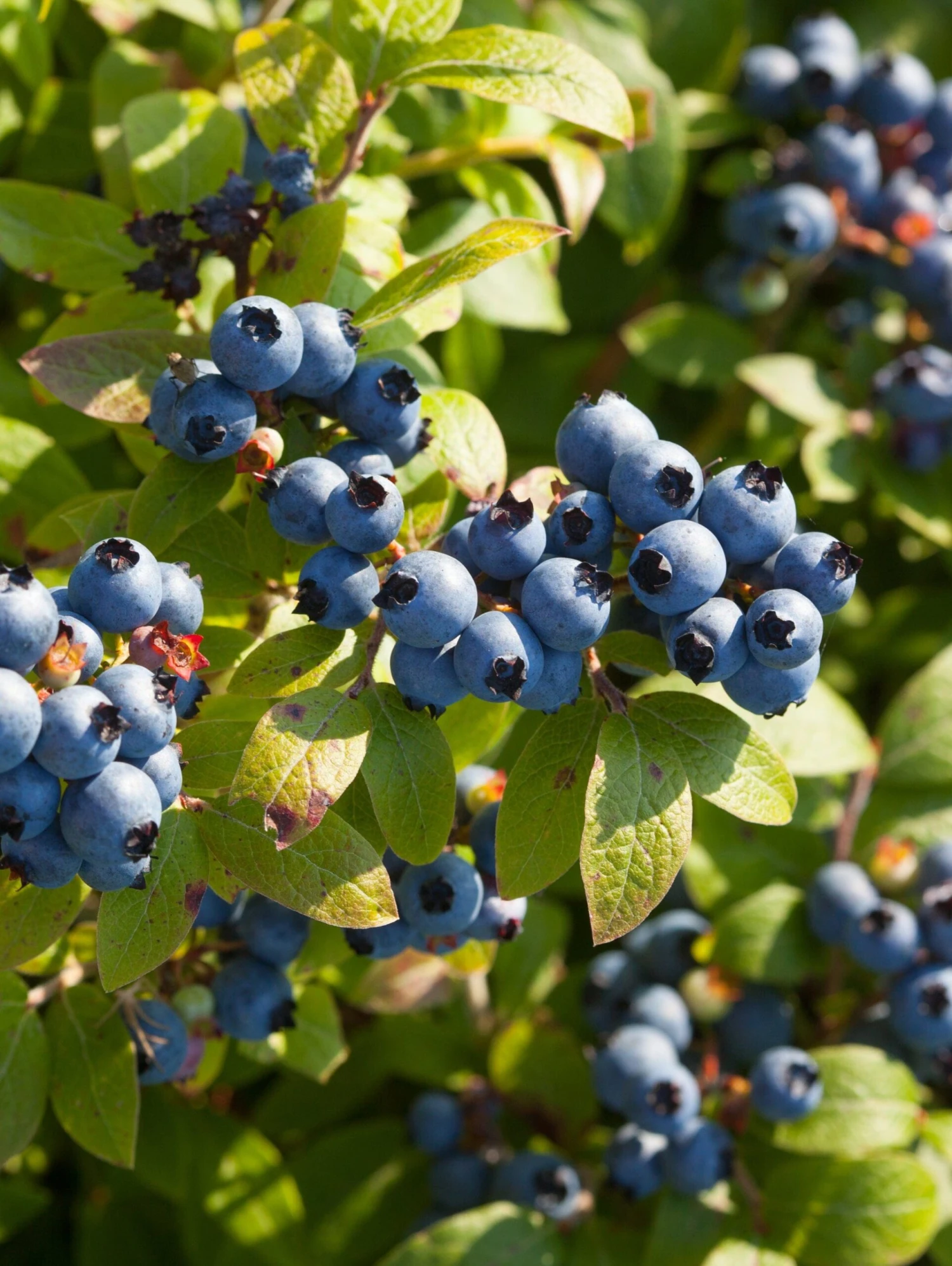 Big Blueberry Bundle No.2 3 Big Blueberry Bundle No.2