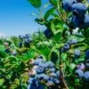 Big Blueberry Bundle No.1 2 Big Blueberry Bundle No.1 -Fruit Tree Home bbbs3