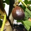 Beall Fig -Fruit Tree Home beall 1 1