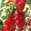 Rovada Red Currant 2 Rovada Red Currant -Fruit Tree Home best rovada red currant 1