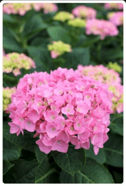 Let's Dance® Blue Jangles® Reblooming Hydrangea -Fruit Tree Home bjangle2
