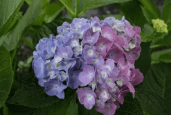 Featured Products -Fruit Tree Home bjangle3