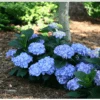 Let's Dance® Blue Jangles® Reblooming Hydrangea -Fruit Tree Home bjangle4