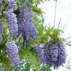 Alpha Blue Moon Wisteria 1 Alpha Blue Moon Wisteria -Fruit Tree Home bluemoon