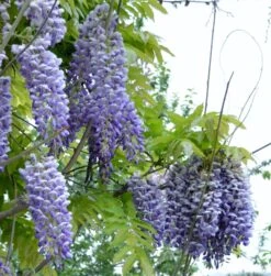 Alpha Blue Moon Wisteria