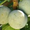 Bavay Gage European Plum 2 Bavay Gage European Plum -Fruit Tree Home c010 bavay gage