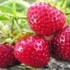 Quinault Strawberry