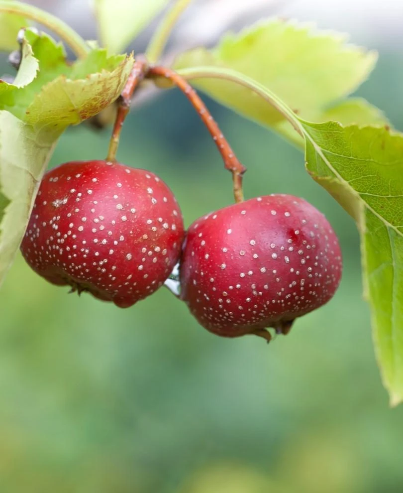 Red Sun Chinese Hawthorn 3 Red Sun Chinese Hawthorn