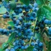 Alpha Chippewa Blueberry -Fruit Tree Home chippewa 1 1