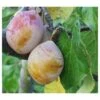 Coe's Golden Drop European Plum -Fruit Tree Home coes g drop