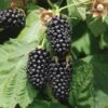 Columbia Star Thornless Blackberry 2 Columbia Star Thornless Blackberry -Fruit Tree Home columbia star 1